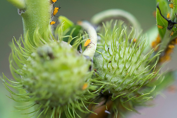 Natural Bridges State Beach, Dec. 2014 #4, by Dean Chiang, Xyclopx